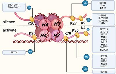 Histone Lysine Methylation Modification and Its Role in Vascular Calcification